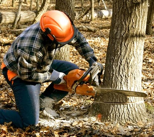 Tree Removal in Reading, KS